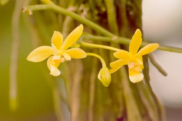 Phalaenopsis cornu cervi — Stock Photo, Image