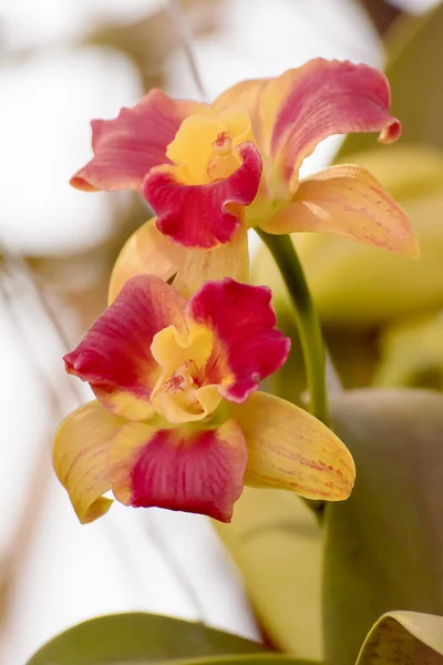 Orquídea de Cattleya — Foto de Stock