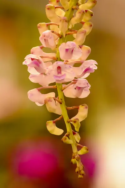 Orquídea — Foto de Stock