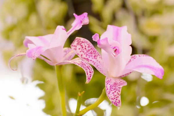 Orchidée de Cattleya — Photo