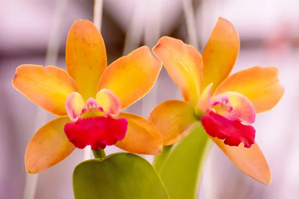 Orquídea de Cattleya — Foto de Stock