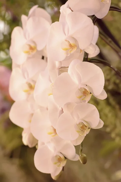 Orchid — Stock Photo, Image