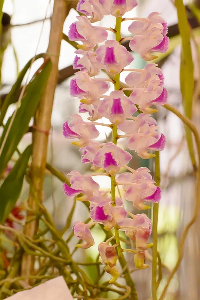 Orquídea — Foto de Stock