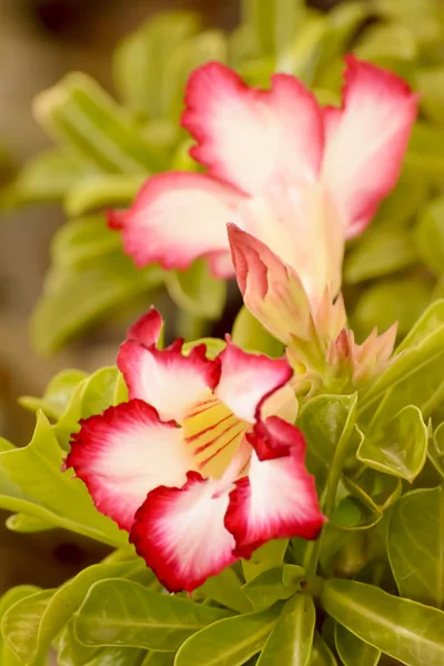 デザート ローズは、明るい色の花 — ストック写真