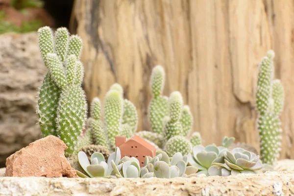 Cactus — Stockfoto