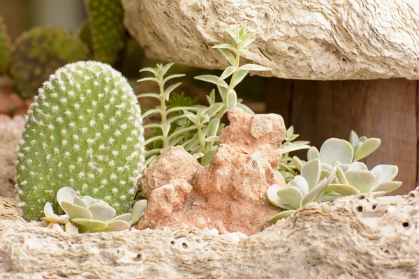 Cactus — Stockfoto