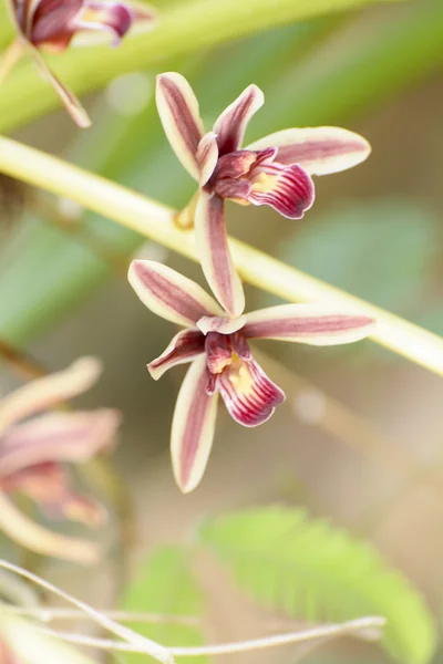 Cymbidium aloifolium — Stock Photo, Image