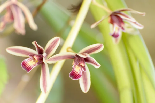 Cymbidium aloifolium — Stock fotografie