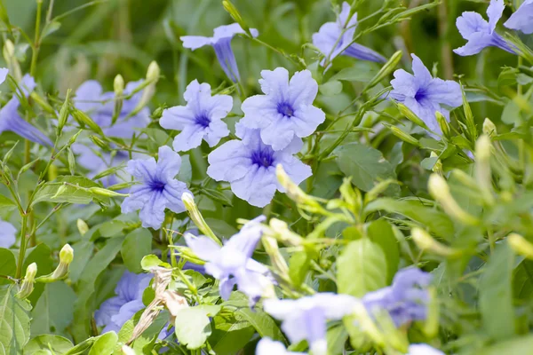 Las flores son hermosas y refrescantes . — Foto de Stock