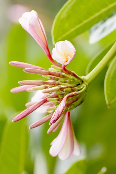 Plumeria bloem — Stockfoto