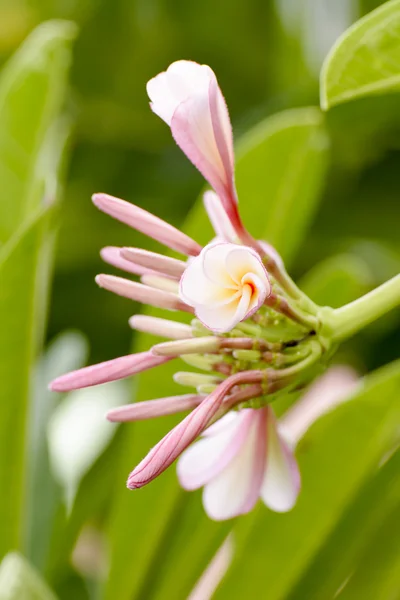 Plumeria bloem — Stockfoto