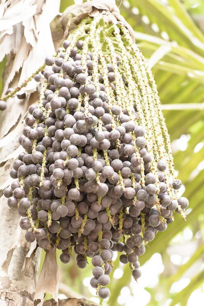 Влияние цвета Areca catechu, очень свежий . — стоковое фото