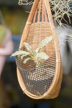 Wicker or basketwork for tree planting.