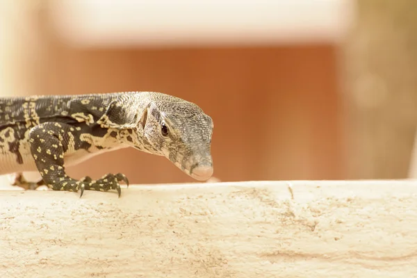 Monitor de agua o Varanus salvador es un lagarto grande . — Foto de Stock