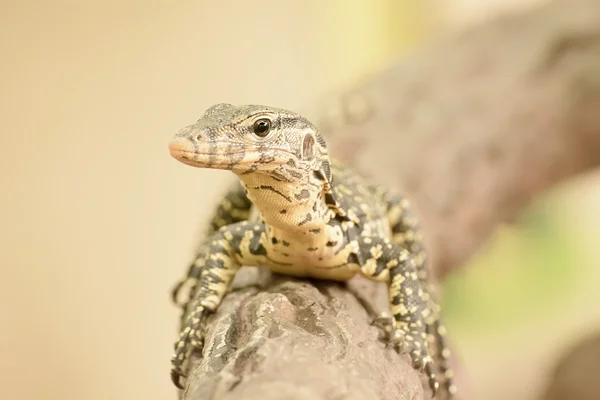 Monitor de agua o Varanus salvador es un lagarto grande . — Foto de Stock