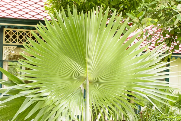 Catechu de la areca — Foto de Stock