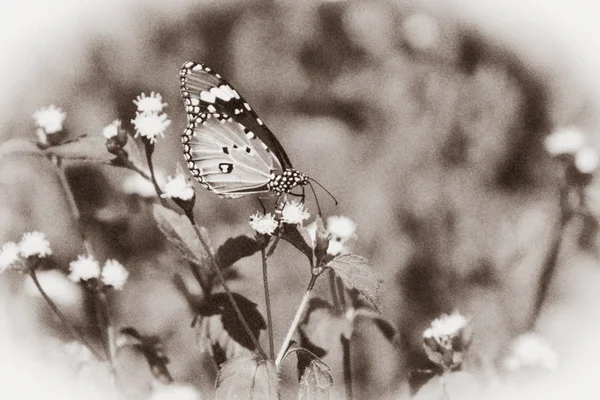 Borboleta e poaceae — Fotografia de Stock