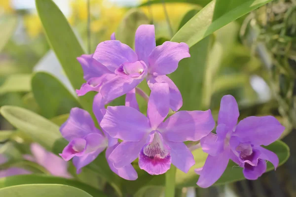 Orchid — Stock Photo, Image