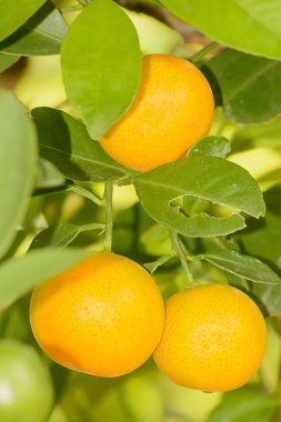 portakal ağacı üzerinde
