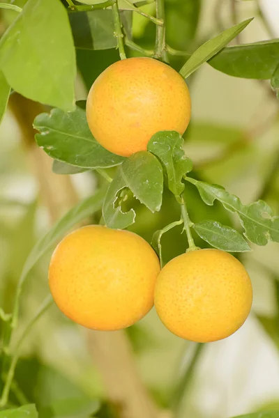 Orange on a tree — Stock Photo, Image