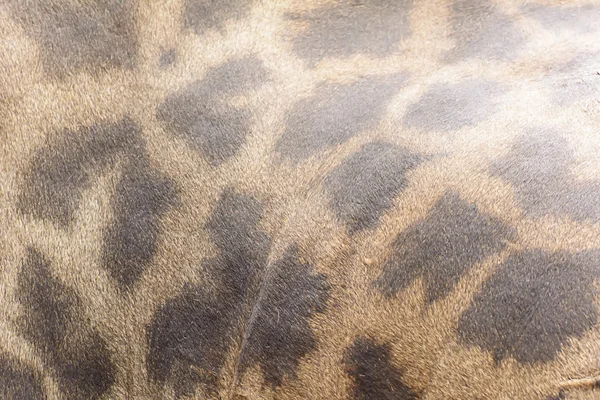 Giraffe bont textuur — Stockfoto