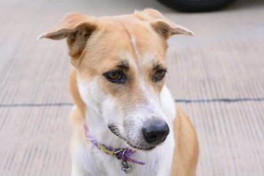Köpekler