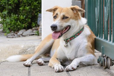 Köpekler