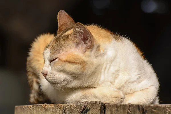 猫 — ストック写真