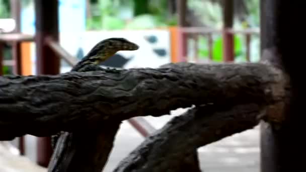 Water monitor of Varanus salvator is een grote hagedis. — Stockvideo