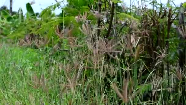 Природа содержит качающуюся траву и солнечный свет, а иногда и летящую бабочку — стоковое видео