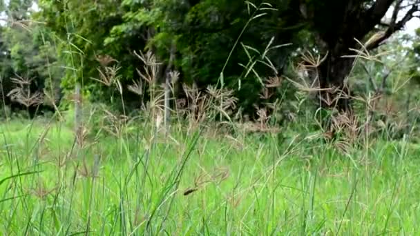La nature contient de l'herbe se balançant et le soleil et parfois papillon volant 