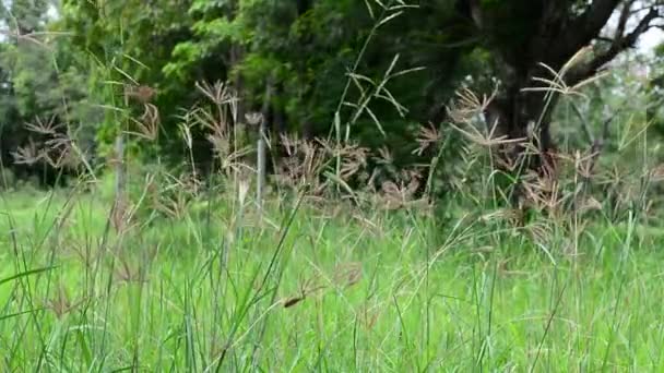 La nature contient de l'herbe se balançant et le soleil et parfois papillon volant 