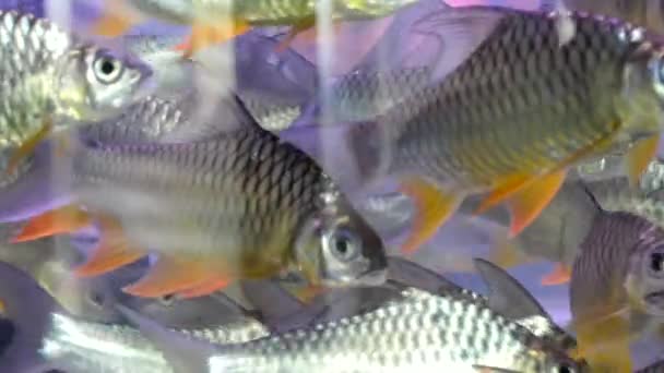 Cyprinidae fish in the cabinet.No Sound — Stock Video