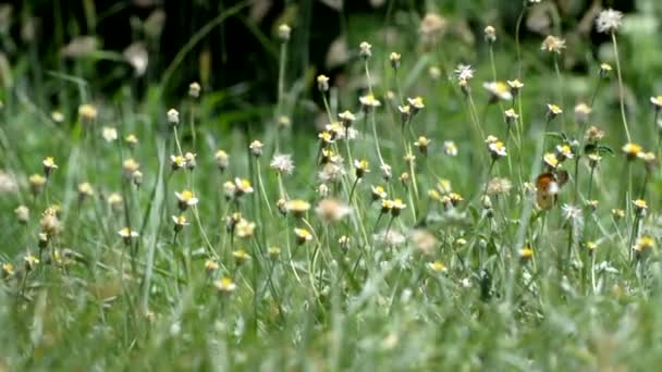 La naturaleza contiene hierba balanceándose y sol y a veces mariposa volando, sin sonido — Vídeos de Stock