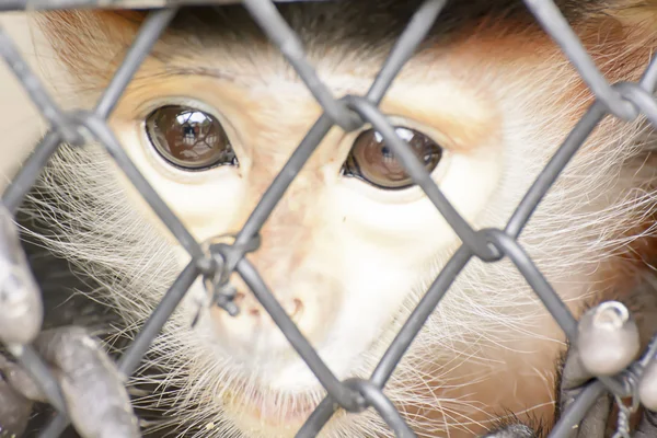 Karcsúmajom langur — Stock Fotó