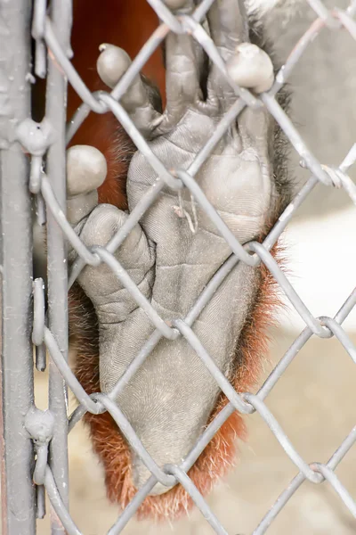 Douc Langur — Stockfoto