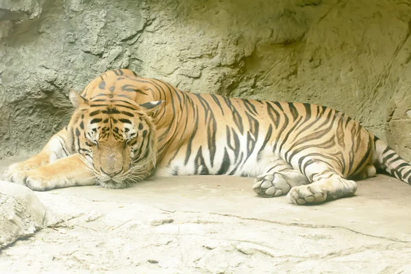 Tijger slapen — Stockfoto