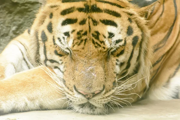 老虎睡觉 — 图库照片