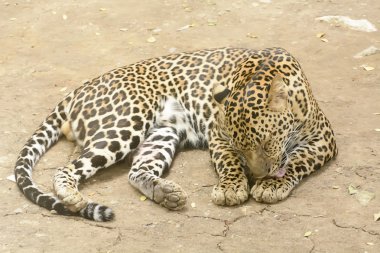 Leopar veya Panter