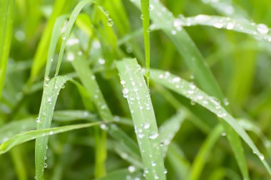 Çimenlerin üzerinde su