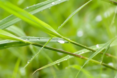 Çimenlerin üzerinde su