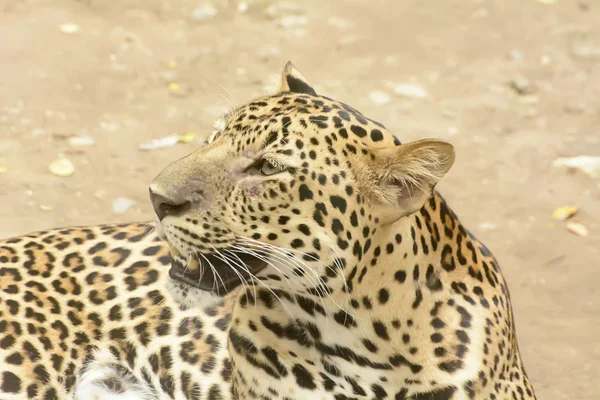 Luipaard of Panter — Stockfoto