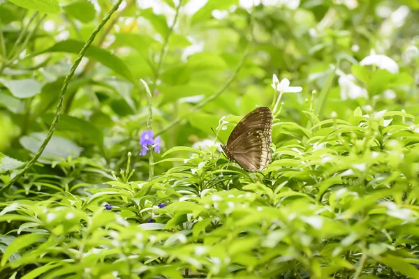 Borboleta e poaceae — Fotografia de Stock