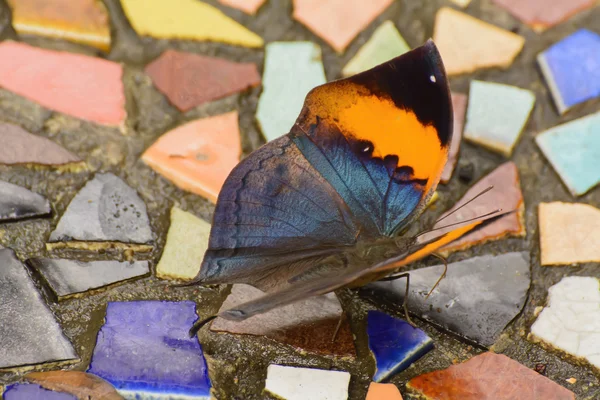 Butterfly and poaceae — Stock Photo, Image