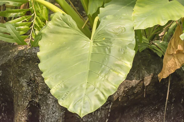 Hoja de árbol — Foto de Stock