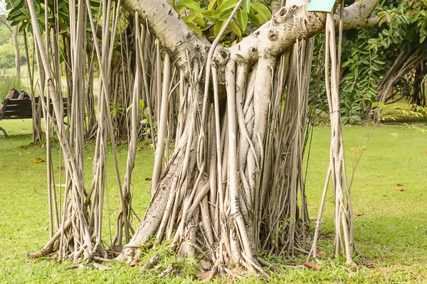 Árbol y muchas raíces de árboles — Foto de Stock