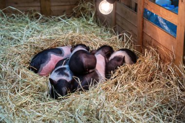Bir grup domuz sıcak bir ışığın altında samandan bir yatakta dinleniyor..