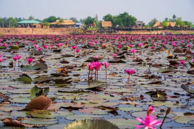 Geniş Kırmızı Lotus Tarlası Don Lanaam Chaiyaphum çiçek açan pembe nilüfer çiçekleri ve arka planda kırsal bir köy alanı.