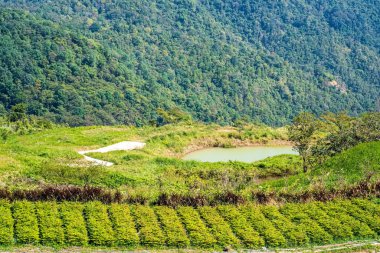 Dağ yamaçlarında yeşil tarım arazisi ve küçük bir gölet. Tarımı ve doğayı gösteren kırsal alan..