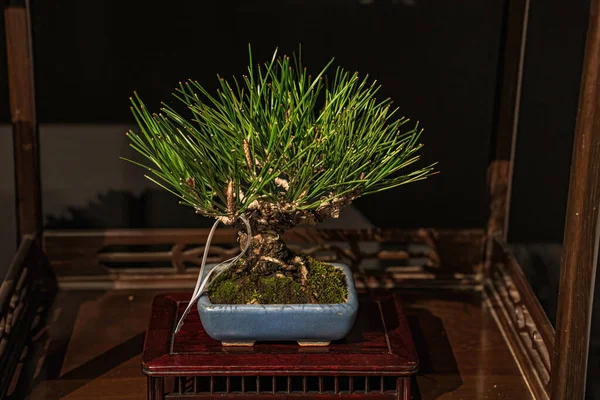 Saksılı bir bonsai ağacı. Dikkate değer güzellikte bir bonsai ağacı. Ahşap bir standın üzerinde adaçayı ya da bunjin benzeri bir figür ile süslenmiş..
